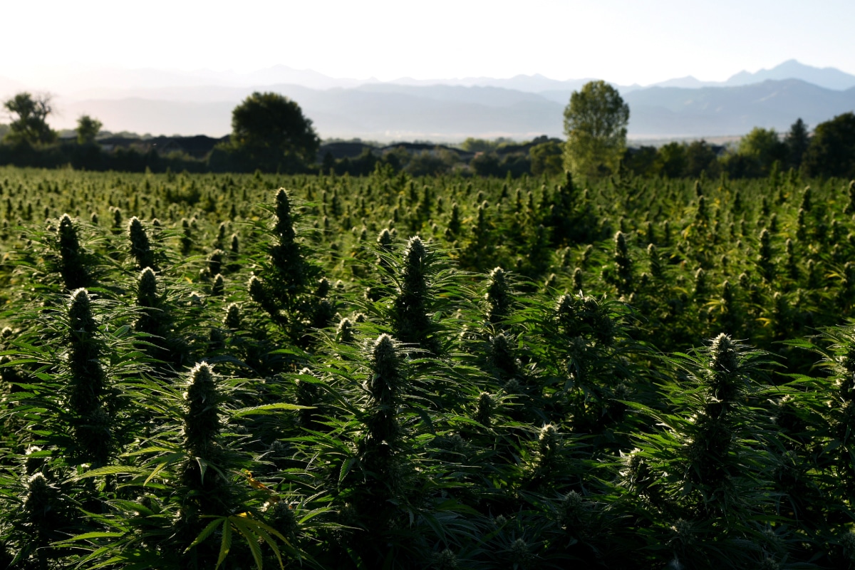 Cannabiva Organic Industrial Hemp Fields in Boulder County, Colorado