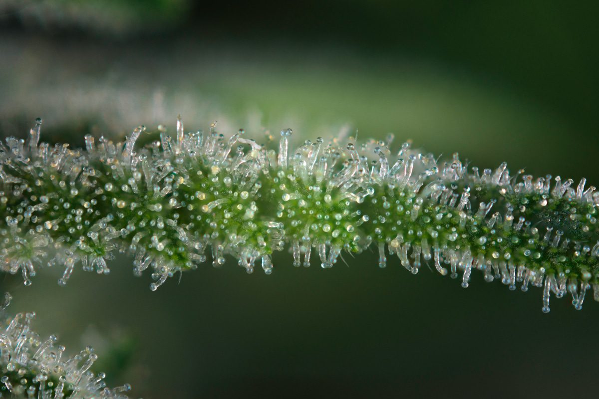 Cannabiva organic industrial hemp flower macro detail w/ visible trichome structures.