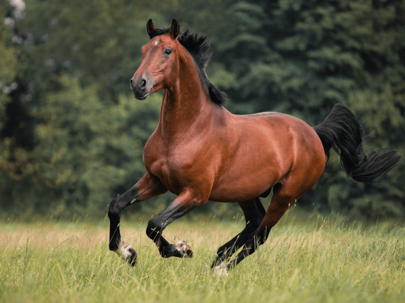 CBD For Horses CBD For Horses