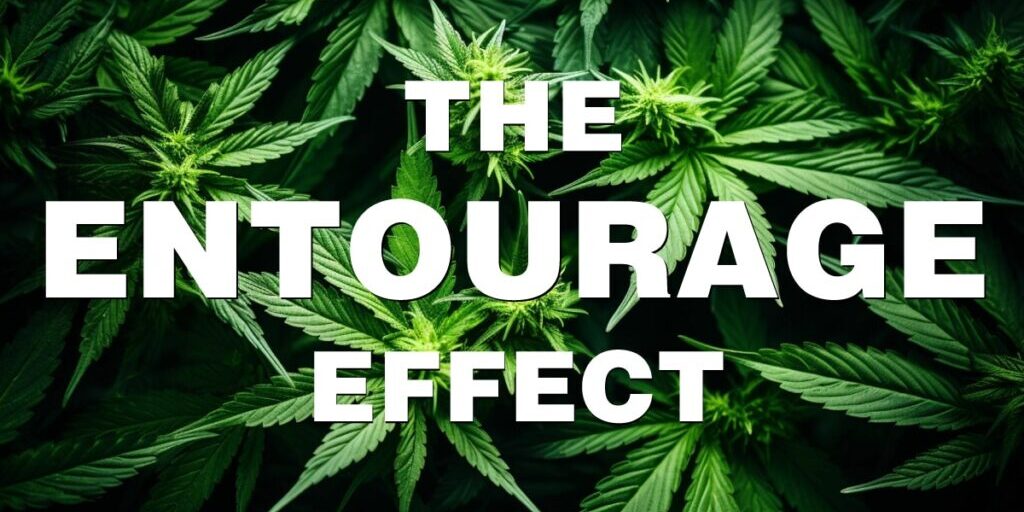 CBD Entourage Effect: The Magic Behind the Medicine CBD Entourage Effect: The Magic Behind the Medicine