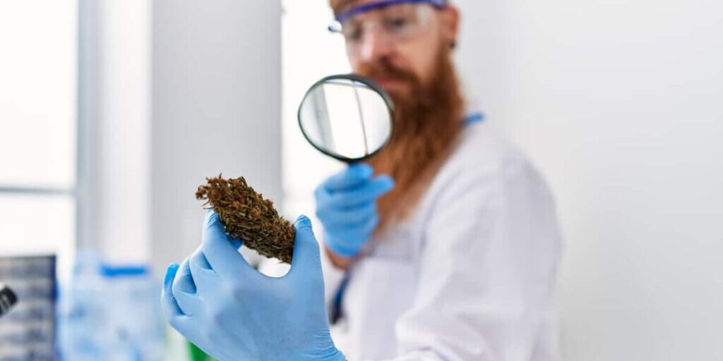 Hemp vs Marijuana vs CBD vs THC: Know the Key Differences Hemp vs Marijuana vs CBD vs THC: Know the Key Differences